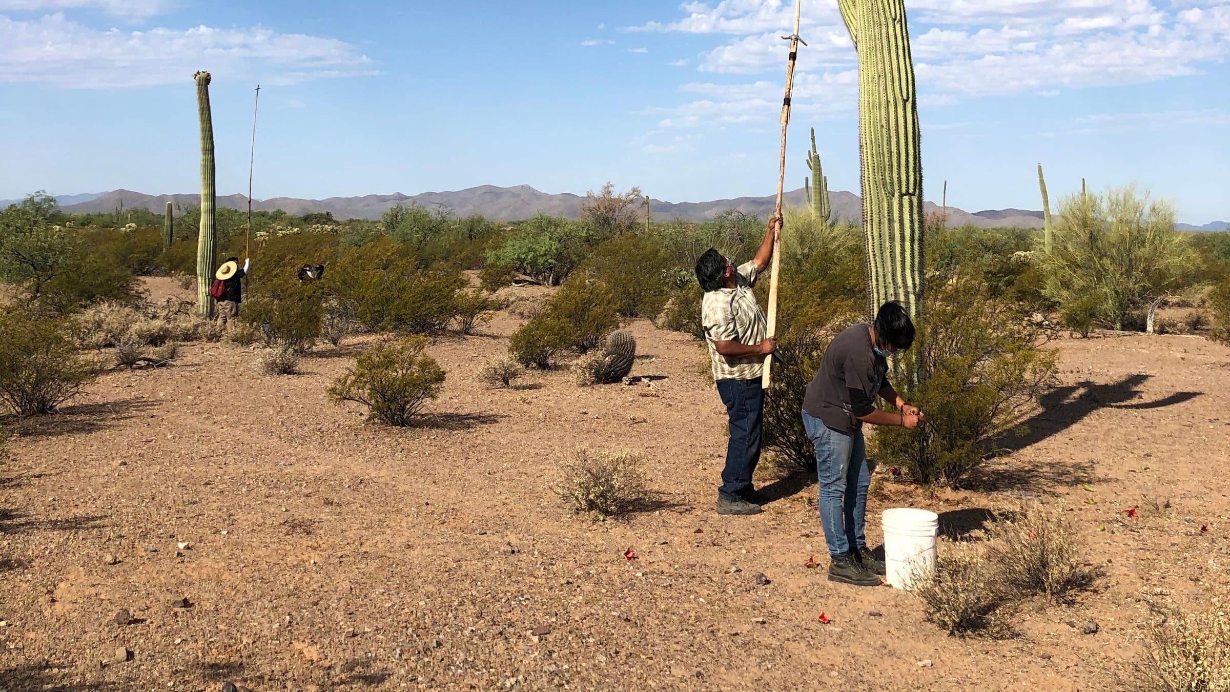Harvesters knocking fruit from a towering saguaro with long ribbed poles, mountains on the far horizon of the Sonoran Desert